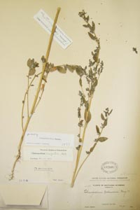 herbarium sheet of US 432607